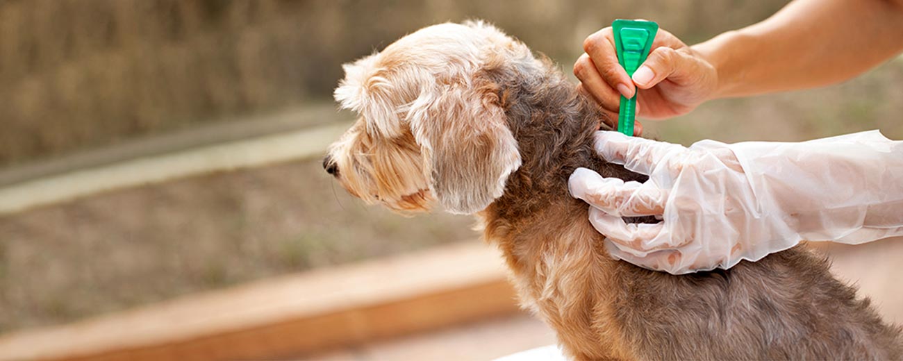 5 best tick & flea treatments for dogs