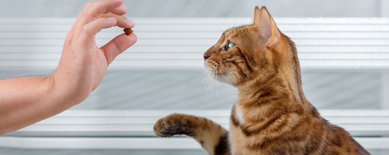 Top Cat treats that will make your cat drool