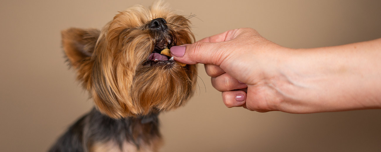 Top 7 Best Dog Treats in India - Pawrulz