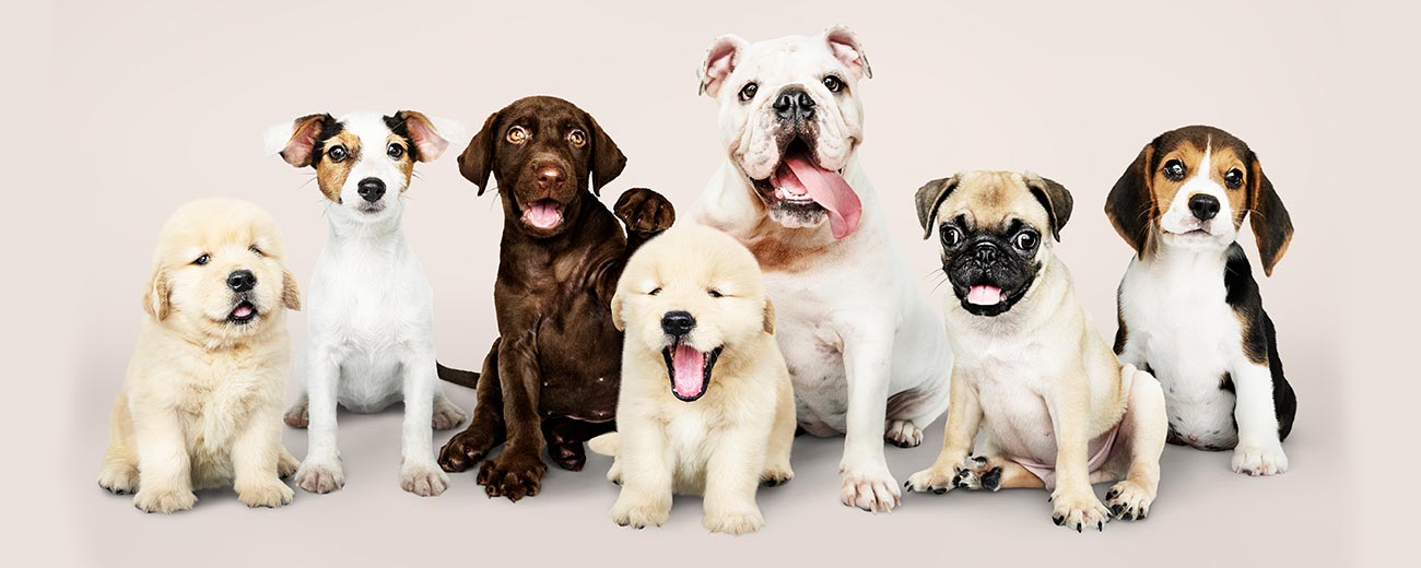 Top 10 Cheapest Dog Breeds to Maintain in India - Pawrulz