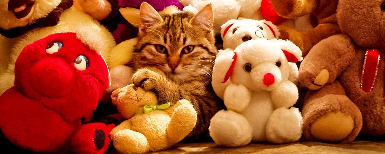 Guide to the best interactivce cat toys