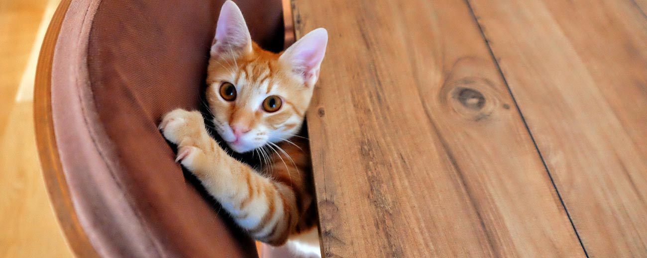 How to stop your Cat from Scratching your furniture