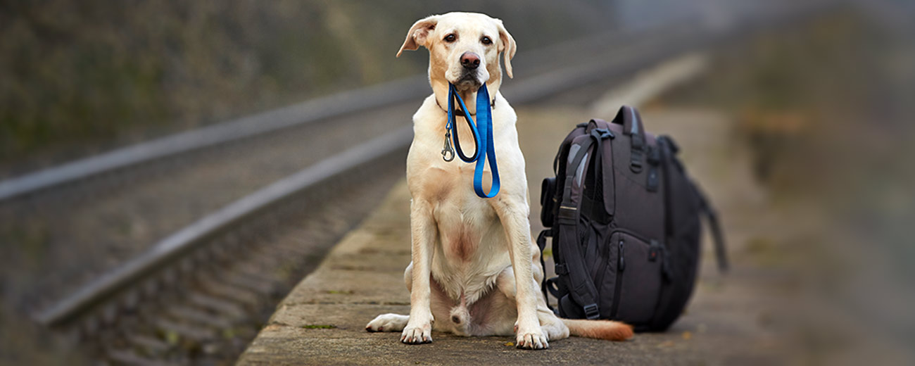How to Travel with a Dog in Train - Pawrulz