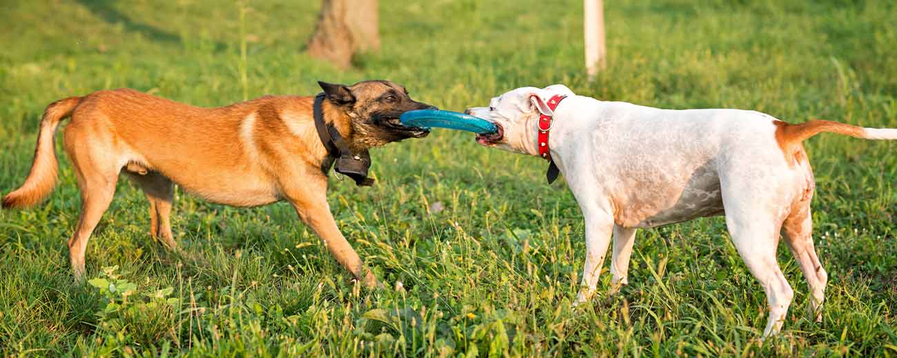 Labrador vs German Shepherd - Pawrulz