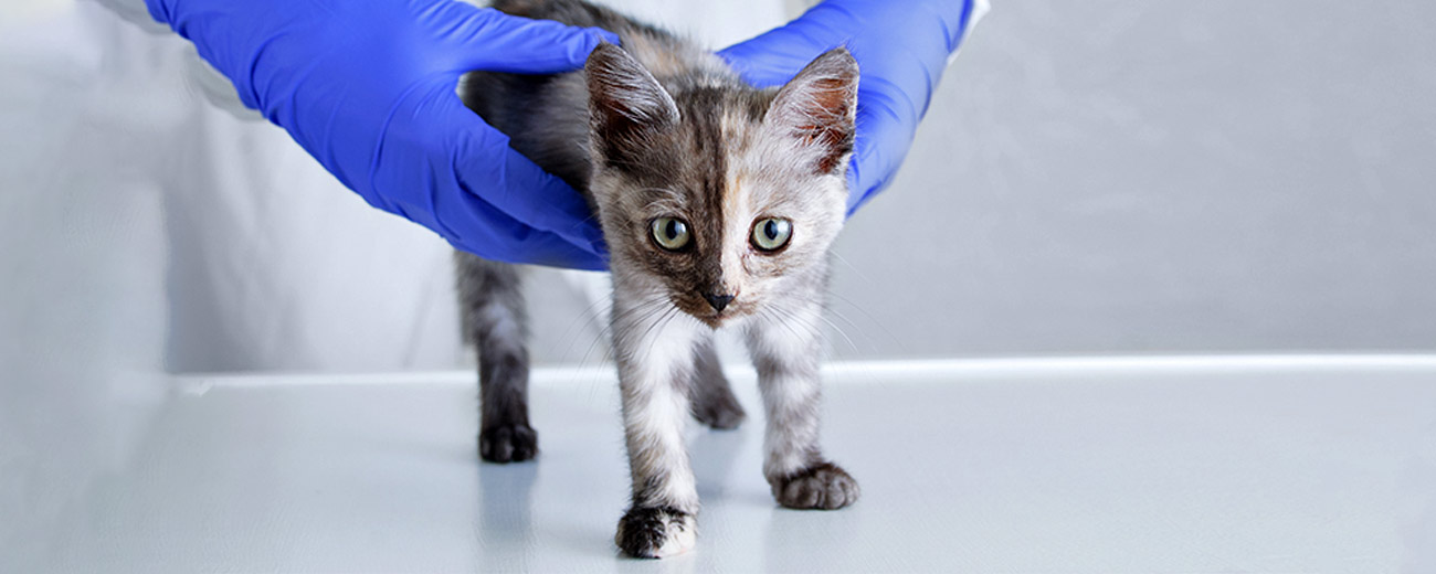 Cats and Clothes – The pros and cons - The Vet Connection