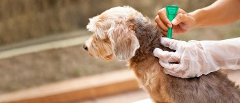 5 best tick & flea treatments for dogs