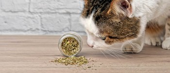 All you need to know about catnip