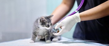 BENEFITS OF ONLINE VETERINARY HEALTH CARE CONSULTATION
