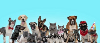 Best Dog Breeds for Home in India - Pawrulz