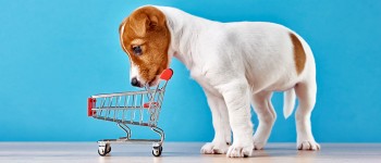 Top 10 Best Dog Food Brands in India 2023 - Pawrulz