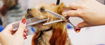 CHANGING WEATHER – PET GROOMING AND BASIC CARE TIPS