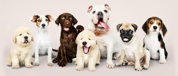 Top 10 Cheapest Dog Breeds to Maintain in India - Pawrulz