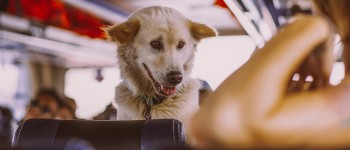 How to Book Train Tickets for Dogs Online - Pawrulz