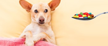 How to Give Deworming Tablet to Your Dog - Pawrulz