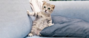 how to keep your cat and kitten entertained indoors - Pawrulz