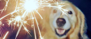 how to keep your dog calm during fireworks