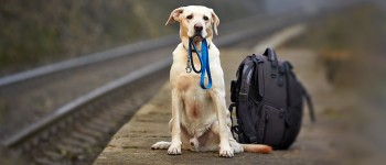 How to Travel with a Dog in Train - Pawrulz