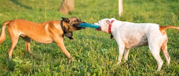 Labrador vs German Shepherd - Pawrulz