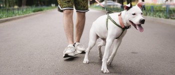 Protective diet for hyperactive dogs