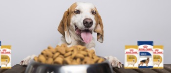 Royal Canin Pet Food (Premium Segment) 2023 - Pawrulz