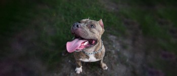 The american pit bull terrier