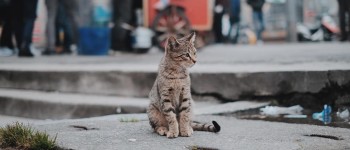 What to Feed a Stray Cat - Pawrulz