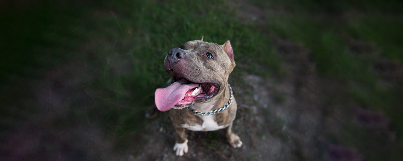 The american pit bull terrier