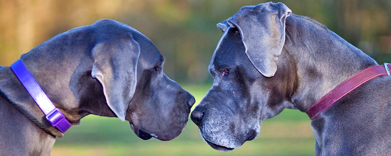 THINGS TO KNOW ABOUT A GREAT DANE
