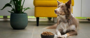 Ehrlichia Friendly Canine Cuisine Decoding the Drools vs Pedigree Debate for Optimal Dog Nutrition