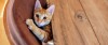 How to stop your Cat from Scratching your furniture