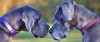 THINGS TO KNOW ABOUT A GREAT DANE