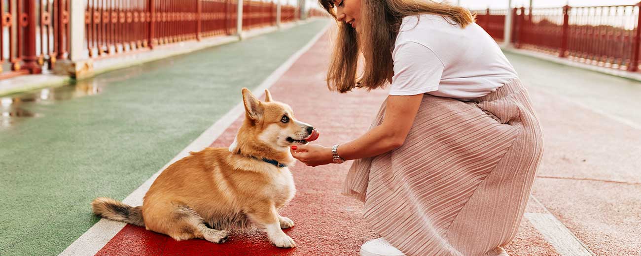 Ways your dog makes you healthier