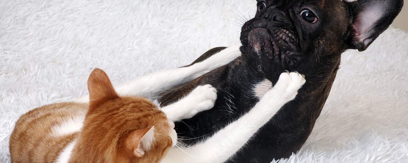 https://pawrulz.com/storage/blog/why-do-dog-and-cat-fight.jpg