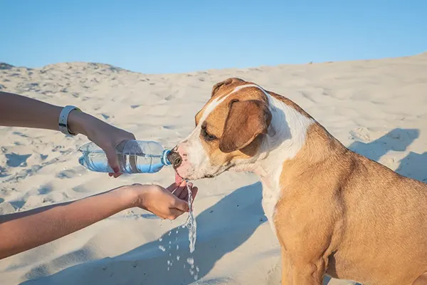 Adequate Hydration