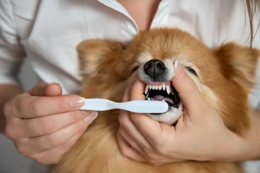 Check Your Dog’s Teeth