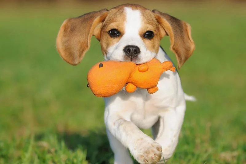 Chew Toys for Puppies