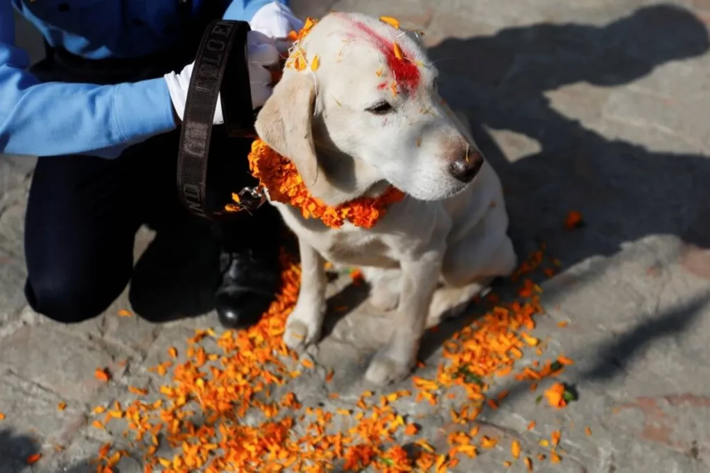 Diwali Dog Festival