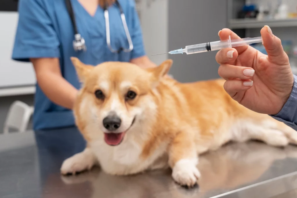 Dog Injection
