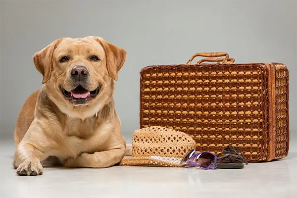 Essential Dog Travel Accessories