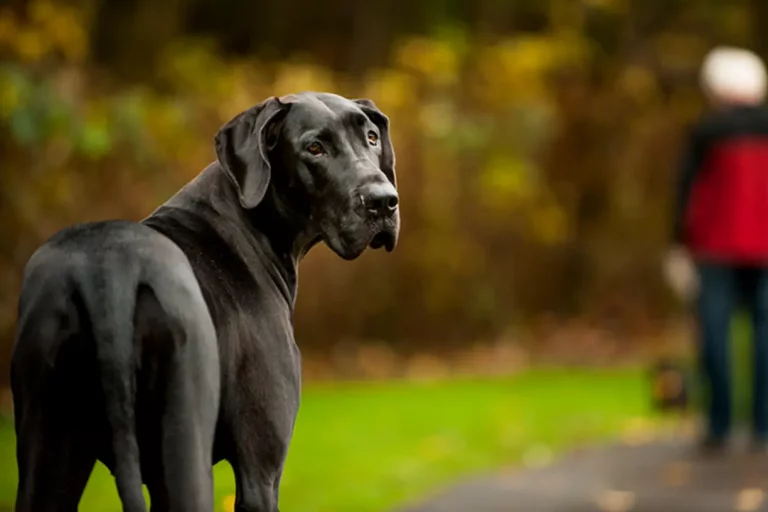 Great dane was featured