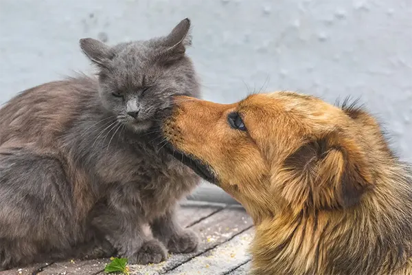 How to Increase the Friendship Between Dogs and Cats