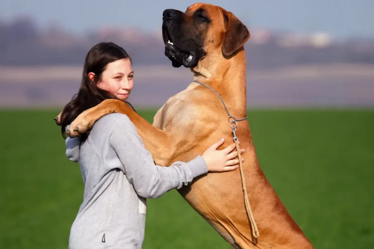 huge canine breed
