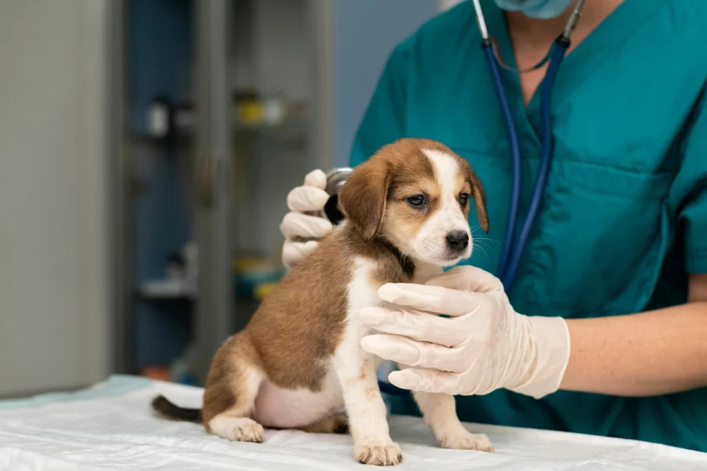 Importance of Dog vaccinations