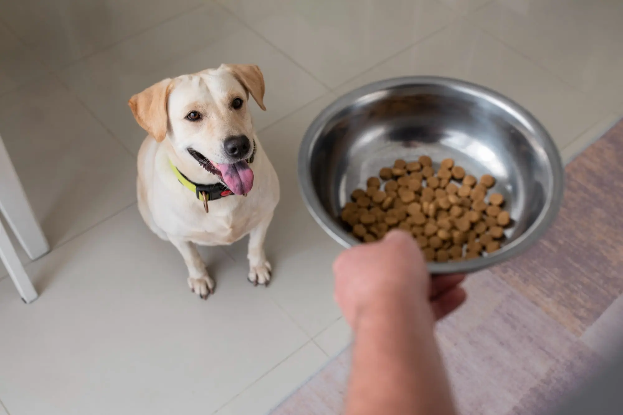 Medicine for tick fever in outlet dogs