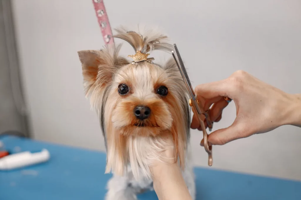 Tips For Grooming Pets