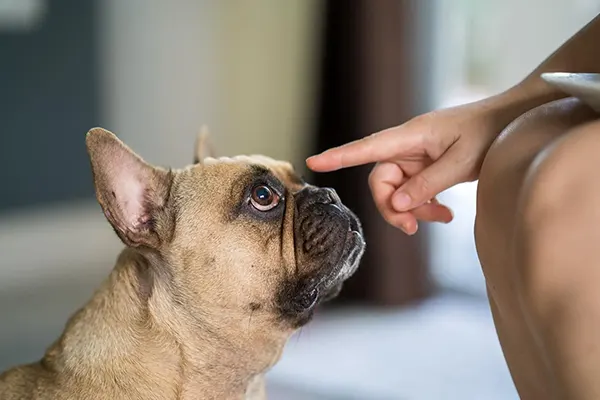 Understanding-a-Dogs-Senses