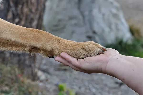 Can You Declaw A Dog? The Ugly Truth About Removing A Dog's Nails - PawSafe
