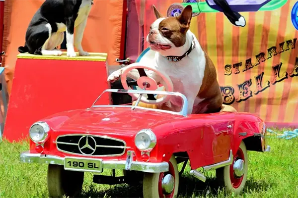 Woofstock,Toronto