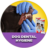 Dog Dental Hygiene