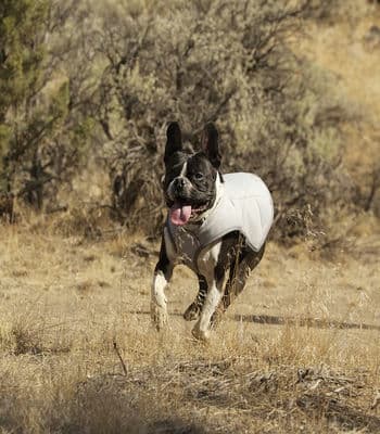 Ruffwear Swamp Cooler Vest for Dogs at Best Price Pawrulz